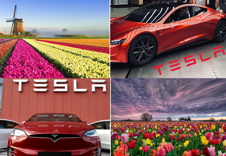 Tulips and Tesla