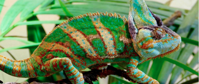 chameleon