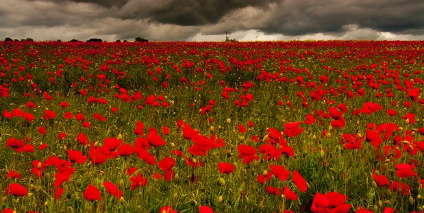 poppys