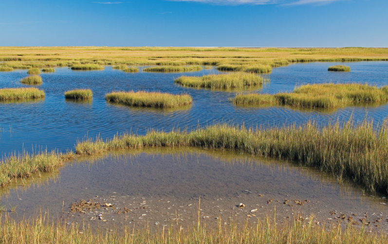 salt marshes