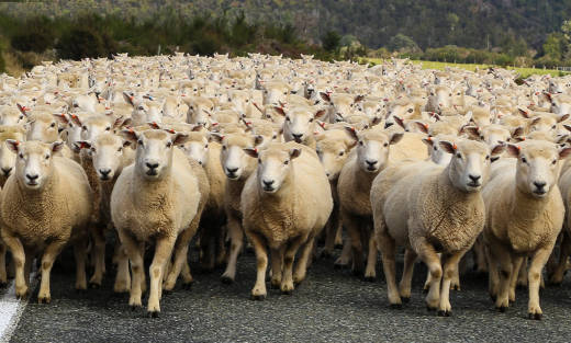 sheep