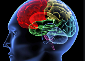Human hearding Brain